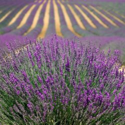 lavender-894919_1920