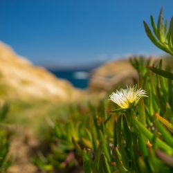 macchia mediterranea della sardegna